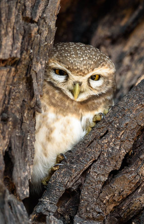 spotted owletの写真素材