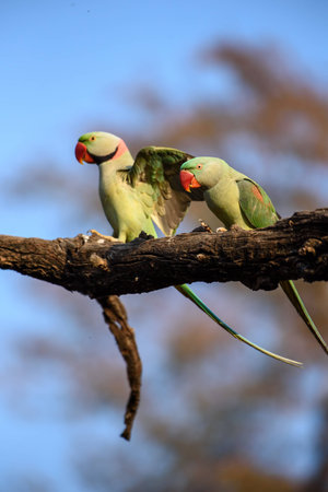 parakeet pair