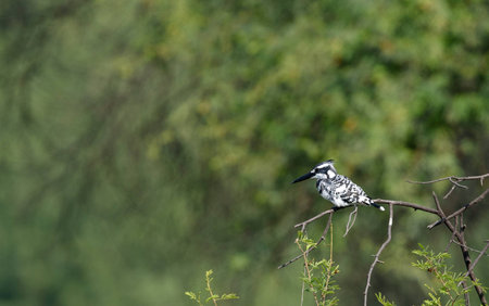 pied kingfisherの写真素材