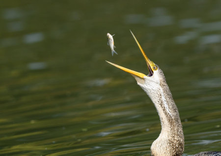 darter catching fishの写真素材