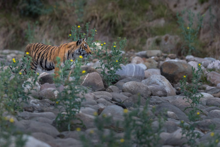 Royal bengal tiger cubの写真素材
