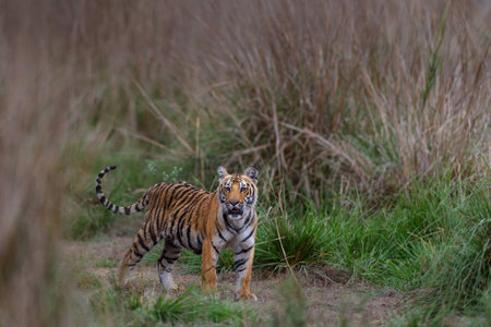 royal bengal tiger cubの写真素材