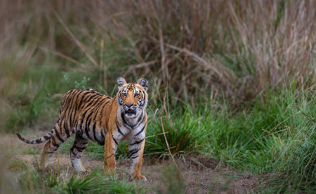 royal bengal tiger cubの写真素材