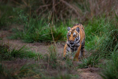 royal bengal tiger cubの写真素材
