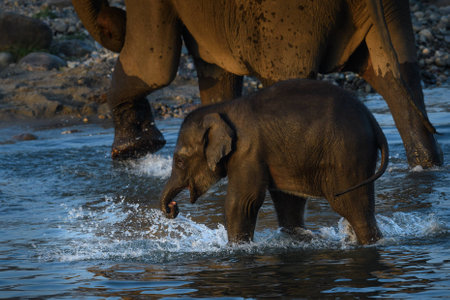 Indian elephant crossing the riverの写真素材
