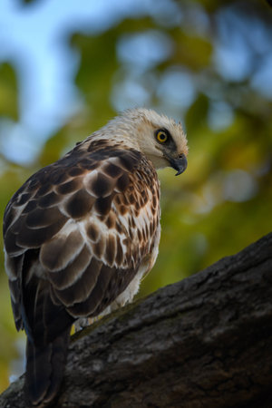crested hawk eagle