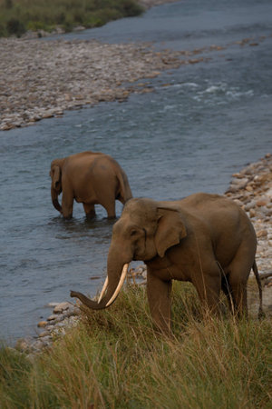 indian tusker elephantの写真素材