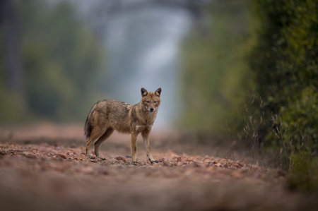 Black-backed jackal (Canis lupus) in its natural habitat.の写真素材