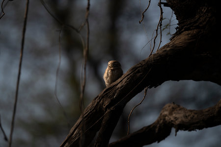 A small owl sits on a tree branch in the early morning.の写真素材