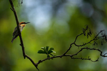 a small bird perched on a tree branchの写真素材