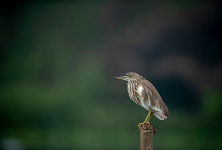 Chinese Pond Heron (Ardeola bacchus)
