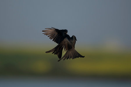 Black single bird in flight, Brazil