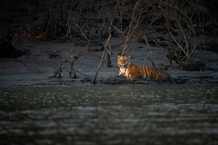 Tiger in the river at Ranthambore National Park, India