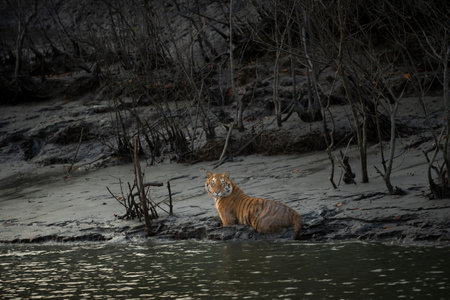 Tiger in the wild at Ranthambore National Park, India