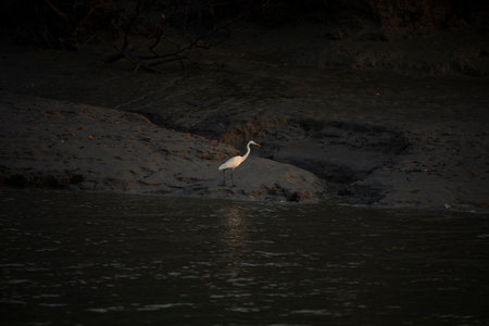 Great Egret, Ardea alba, single bird in water, South Africa