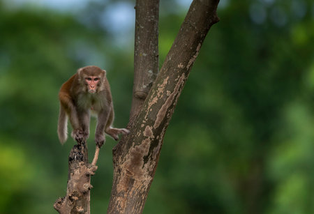 monkey on the tree in the forest. (macaca fascicularis)