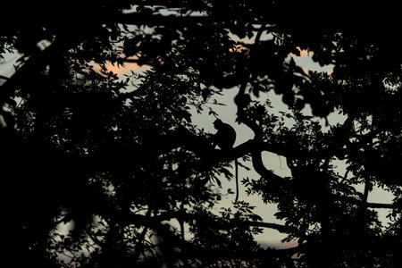Silhouette of a monkey on a tree in the evening.