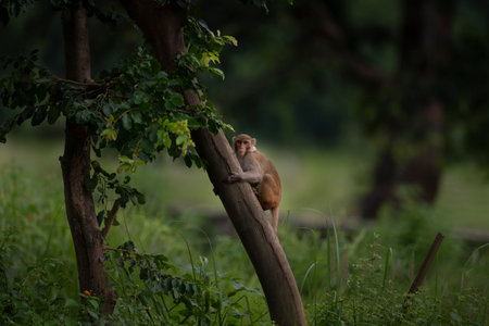 Monkey sitting on a tree in the jungle, Sri Lanka.