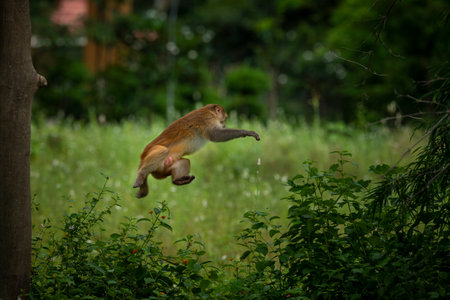Monkey in the jungle, Thailand. Animal in the nature.