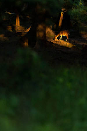 deer in the forest at night, beautiful photo digital picture.