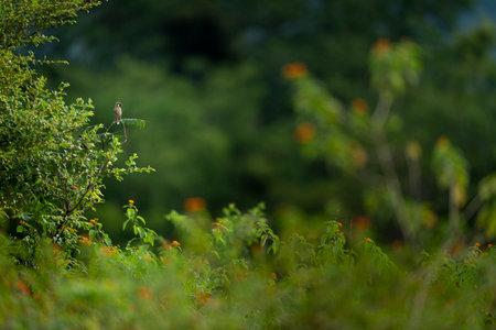 Bird sitting on a tree branch with flowers in the background at sunsetの写真素材