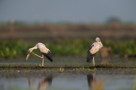 Pair of storks, Ciconia ciconia