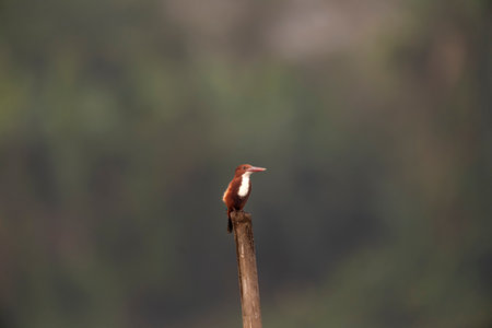 White-throated Kingfisher (Halcyon albicollis)
