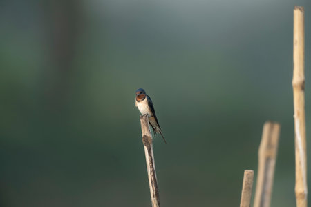 Barn Swallow (Hirundo rustica) perched on a branch