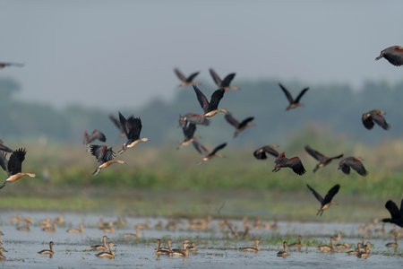 Pheasant-tailed heron (Pheasianus ruber) in flightの写真素材