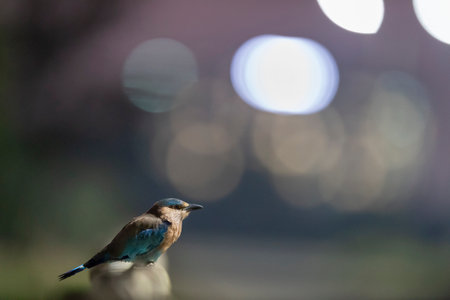 Lilac-breasted Roller (Coracias caudatus)の写真素材