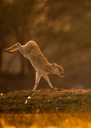 Fallow deer in the morning lightの写真素材