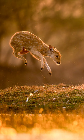 Fallow deer (Dama dama) jumping on the meadowの写真素材