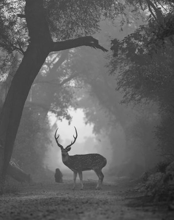 Fallow deer in a foggy forest. Black and white photo.の写真素材