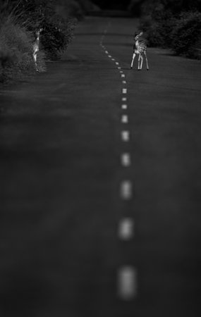 A black and white shot of a deer walking on a country roadの写真素材