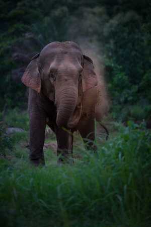 Asian elephant in Chobe National Park, Botswana, Africa.の写真素材