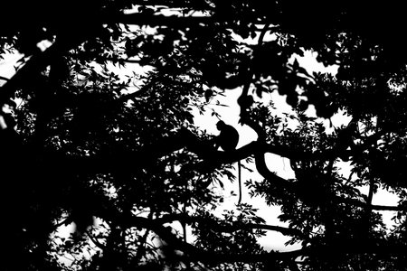 Silhouette of a monkey on a tree. Black and white.の写真素材