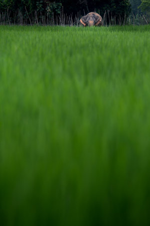 Rice field in the countryside of Thailand. (selective focus)の写真素材