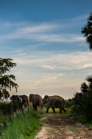 Elephants in Chiangmai, Thailand, Asia.