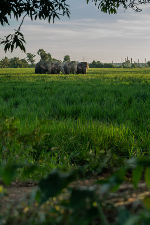 agricultural landscape with haystacks in the field at sunriseの写真素材