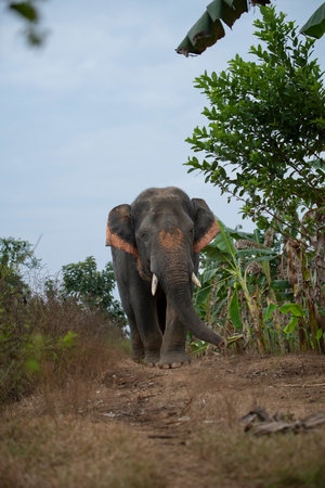 Elephants in Asiaの写真素材