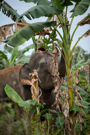 Elephant eating banana in the jungle, Chiang Mai, Thailandの写真素材