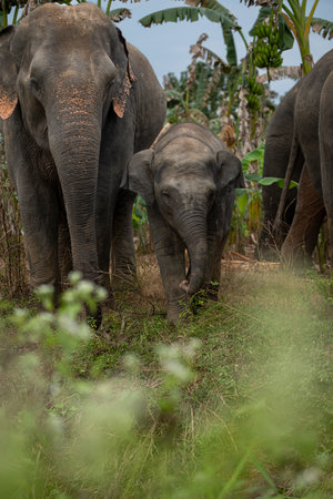 Elephants in Chitwan National Park, Nepal, Asia