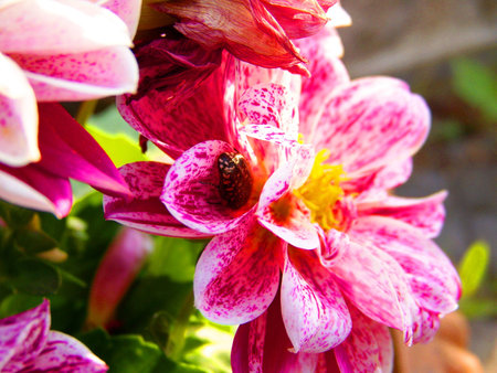 Red Carnationsの写真素材