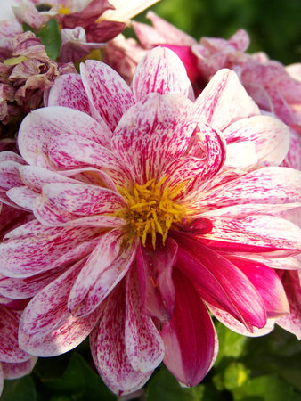 Red Carnationsの写真素材