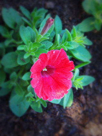 Red bell flowerの写真素材