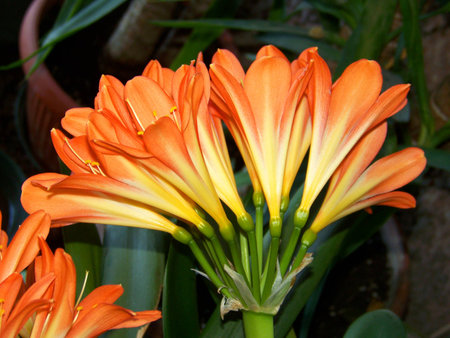 Orange Carnationsの写真素材