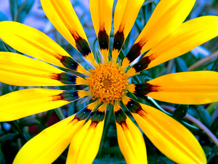 Yellow Carnationsの写真素材