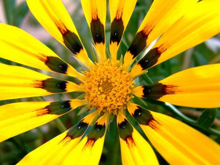 Yellow Carnationsの写真素材