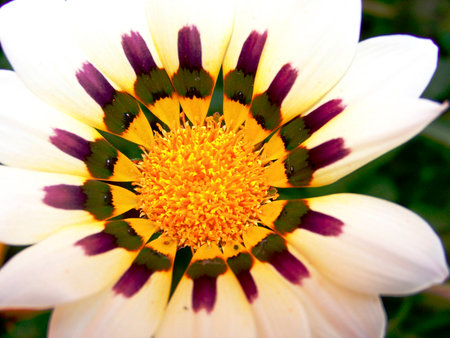 White Carnationsの写真素材