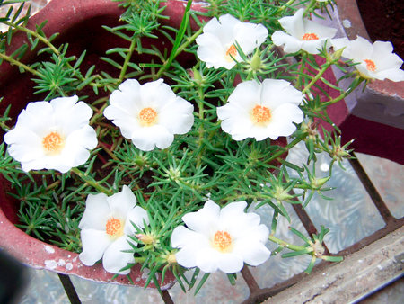 White Carnationsの写真素材